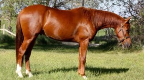arabian reining horse for sale