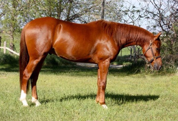 arabian reining horse for sale