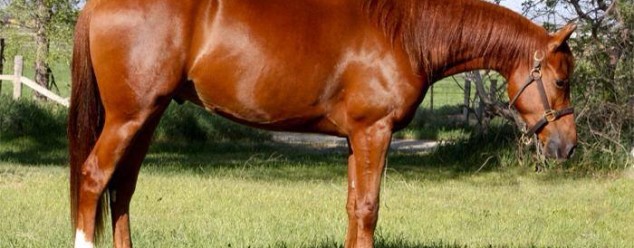 arabian reining horse for sale