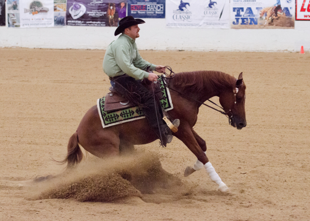 arabian reining horse for sale