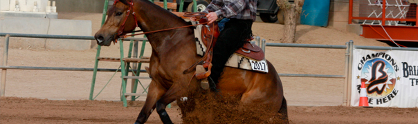 Arabian reining horses for sale
