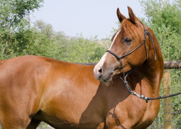 Chestnut Arabian For Sale