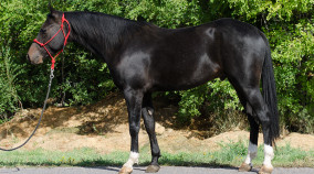 half arabian reining horse for sale