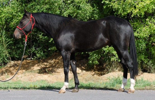 half arabian reining horse for sale