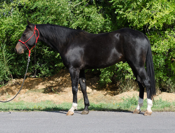 half arabian reining horse for sale