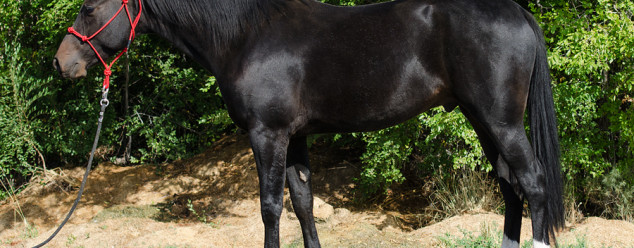 half arabian reining horse for sale
