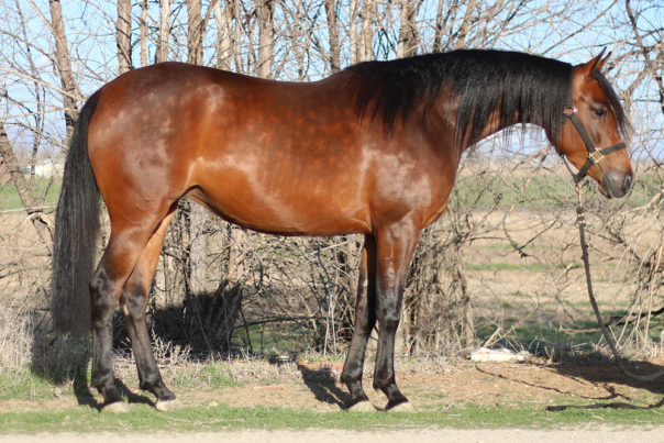 arabian reining horse for sale