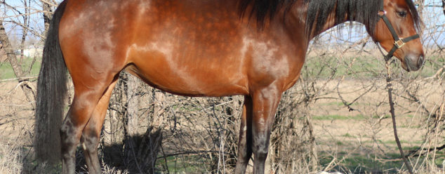 arabian reining horse for sale