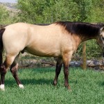 half arabian trail horse