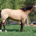 half arabian for sale
