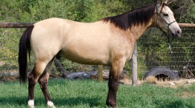 half arabian for sale