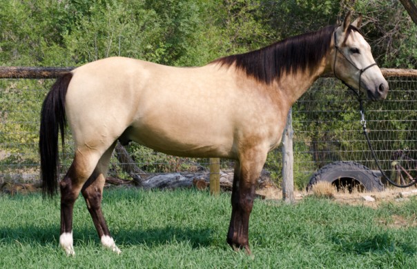 half arabian for sale