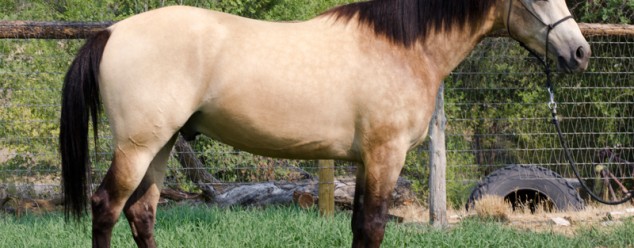half arabian for sale
