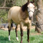 Half Arabian Buckskin Gelding
