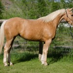 half arabian for sale