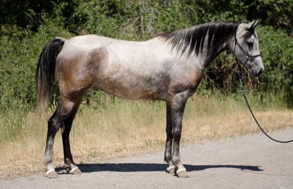 endurance horse for sale