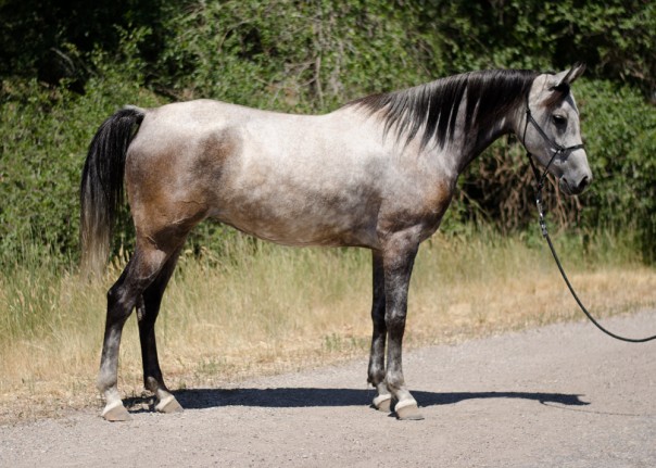 endurance horse for sale