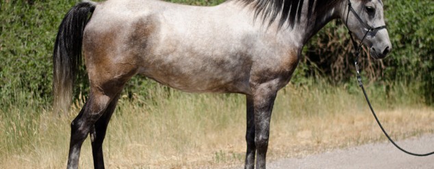 endurance horse for sale
