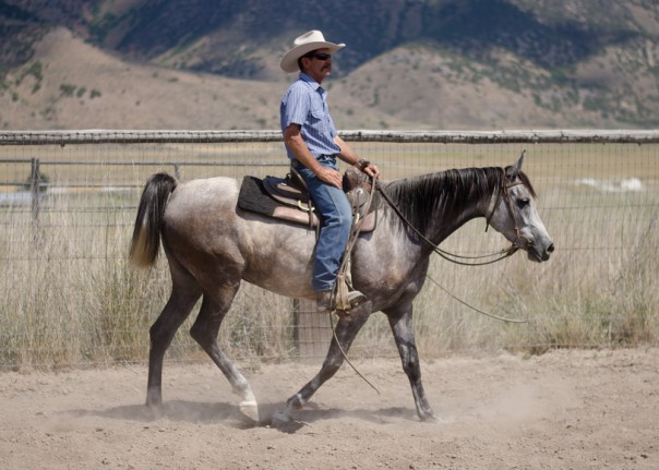 arabian endurance horse for sale