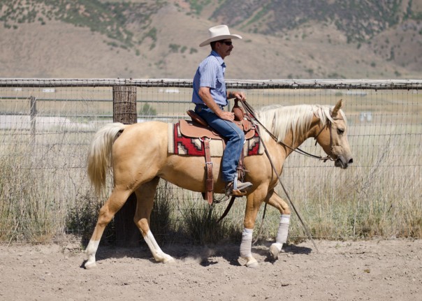 trail horse for sale