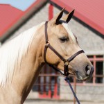 trail horse for sale