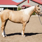 half arabian for sale