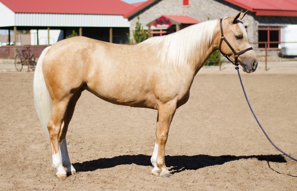 half arabian for sale