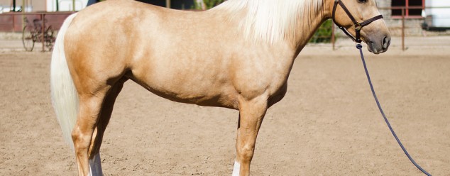 half arabian for sale