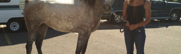 endurance horse for sale