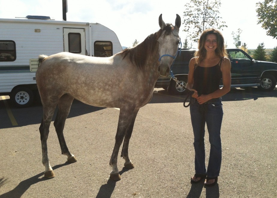 Noble Rhapsody Arabian Endurance Horse For Sale Sage Hill Arabians