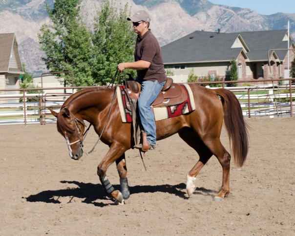 scottsdale arabian reining futurity prospect