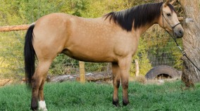 Half Arabian Reining Prospect