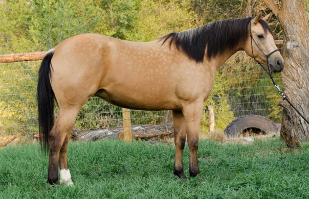 Half Arabian Reining Prospect