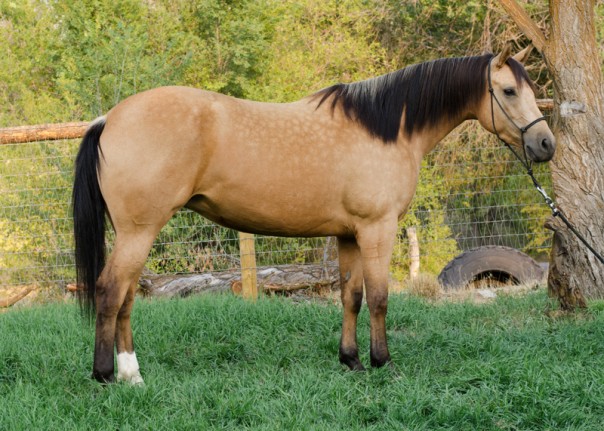 Half Arabian Reining Prospect