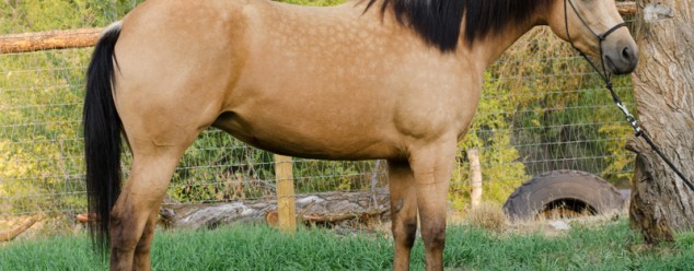 Half Arabian Reining Prospect