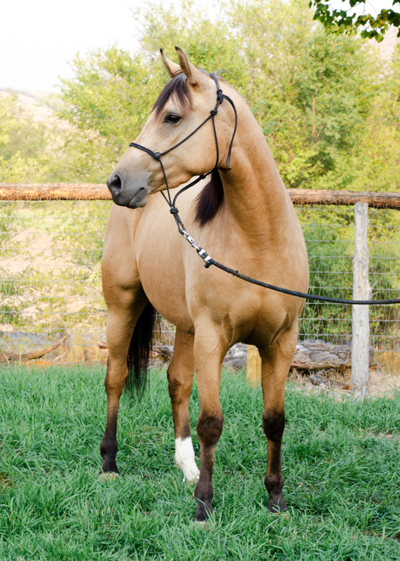 Half Arabian Reining Horse For Sale