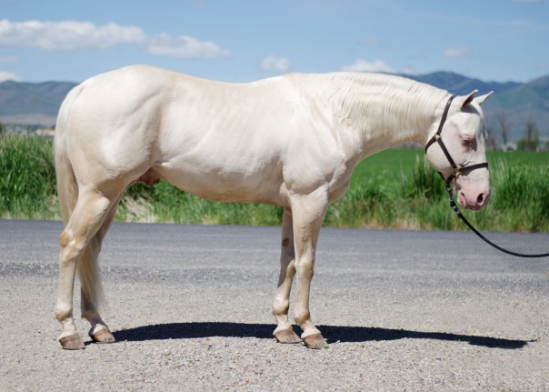 quarter horse stallion