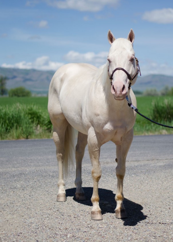 cremello stallion