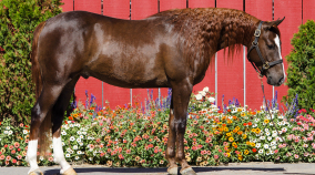 arabian horse for sale