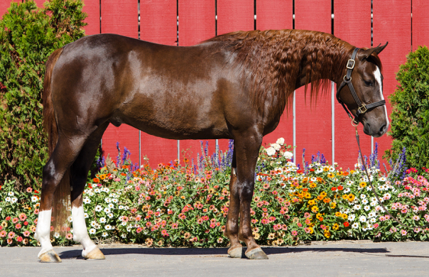 arabian horse for sale