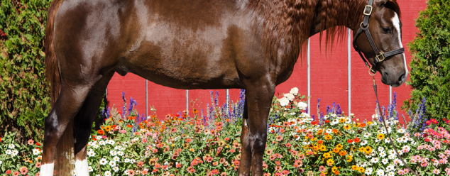 arabian horse for sale