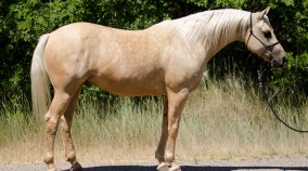 trail horse for sale