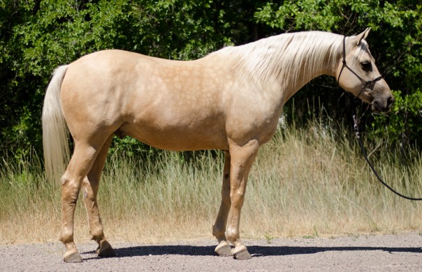trail horse for sale