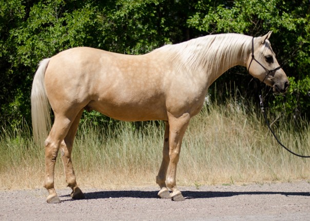 trail horse for sale