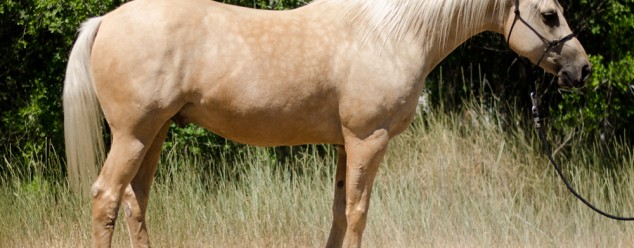 trail horse for sale