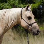 half arabians for sale