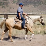 trail horses for sale