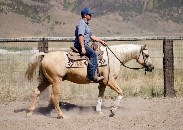 trail horses for sale