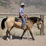trail horse for sale