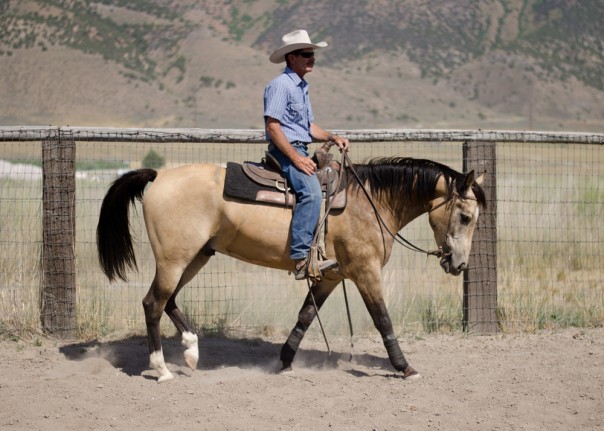 trail horse for sale
